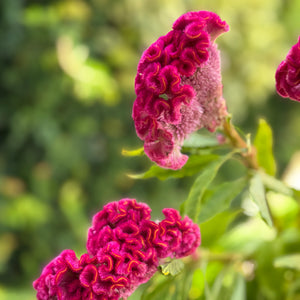 FARMGATE CELOSIA BRAIN HOT PINK CLOSE UP. ALSO KNOWN AS COCKSCOMB