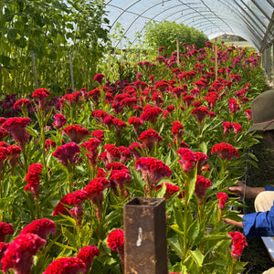 FARMGATE CELOSIA BRAIN RED ON FARM