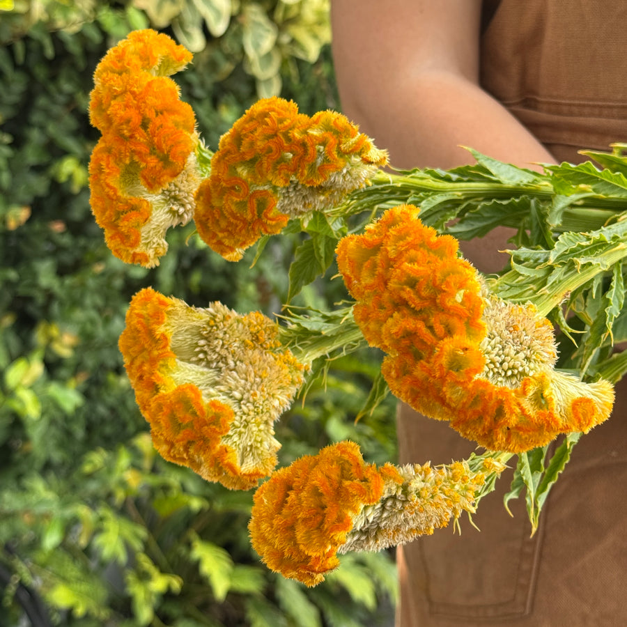 FARMGATE CELOSIA BRAIN YELLOW FARMERS MARKET BUNCH 