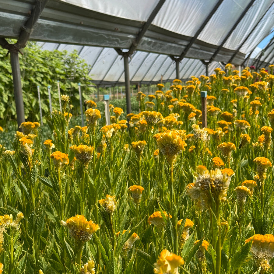 FARMGATE CELOSIA BRAIN YELLOW ON FARM