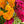 Load image into Gallery viewer, CELOSIA BRAIN FLOWER
