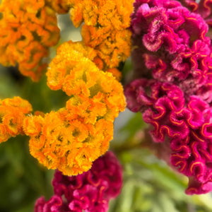 CELOSIA BRAIN FLOWER