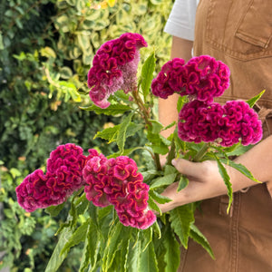 CELOSIA BRAIN HOT PINK