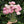 Load image into Gallery viewer, FARMGATE FLOWERS DIRECT VINTAGE INSPIRED CRYSTAL VASE
