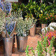 Load image into Gallery viewer, FARMGATE_FLOWERS_DELPHINIUM

