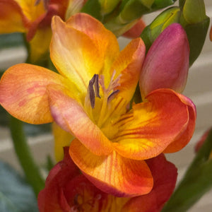 FARMGATE FLOWERS DIRECT BRISBANE FLOWERS NEAR ME BRISBANE FREESIA FREESIAS SIUNSET ORANGE RED