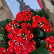 Load image into Gallery viewer, FARMGATE FLOWERS DIRECT CHRISTMAS KALANCHOE RED AUSTRALIAN GROWN 
