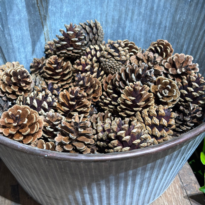 FARMGATE FLOWERS DIRECT CHRISTMAS PINE CONES