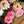 Load image into Gallery viewer, Close-up of pink and white flowers with green stems on a wooden surface
