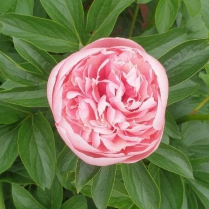 TASMANIAN GROWN PEONY ROSE ETCHED SALMON PEONY ROSE PINK PEONIES