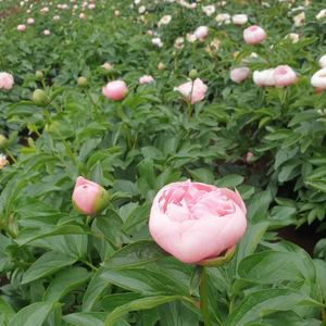 FARMGATE FLOWERS DIRECT ETCHED SALMON PEONY ROSE TASMANIAN GROWN PINK PEONIES