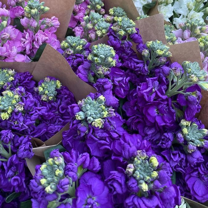 FARM FRESH STOCKS - SINGLE BUNCH (5 STEMS) – Farmgate Flowers Direct