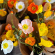 Load image into Gallery viewer, POPPIES DIRECT FROM THE FARM. EACH POPPY FLOWER DIFFERENT IN COLOUR RANGING FROM RED TO ORANGE THROUGH TO PALE PINK AND WHITE 
