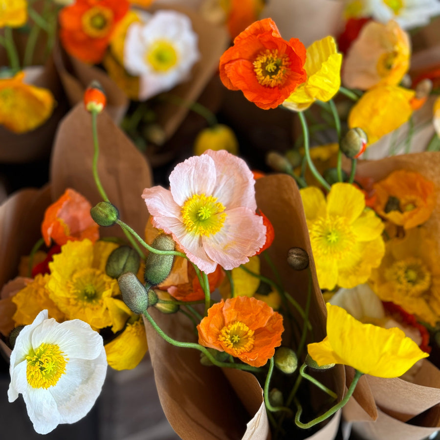 POPPIES DIRECT FROM THE FARM. EACH POPPY FLOWER DIFFERENT IN COLOUR RANGING FROM RED TO ORANGE THROUGH TO PALE PINK AND WHITE 