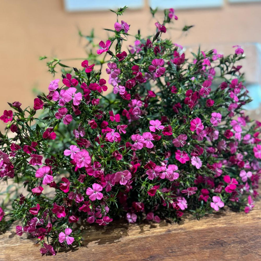 FARMGATE FLOWERS DIRECT FROM FARM SWEET WILLIAM  FLOWERS