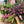 Load image into Gallery viewer, FARMGATE FLOWERS DIRECT FROM FARM SWEET WILLIAM  FLOWERS MIX
