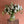 Load image into Gallery viewer, FARMGATE FLOWERS DIRECT FROM FARM SWEET WILLIAM  FLOWERS WHITE VASE
