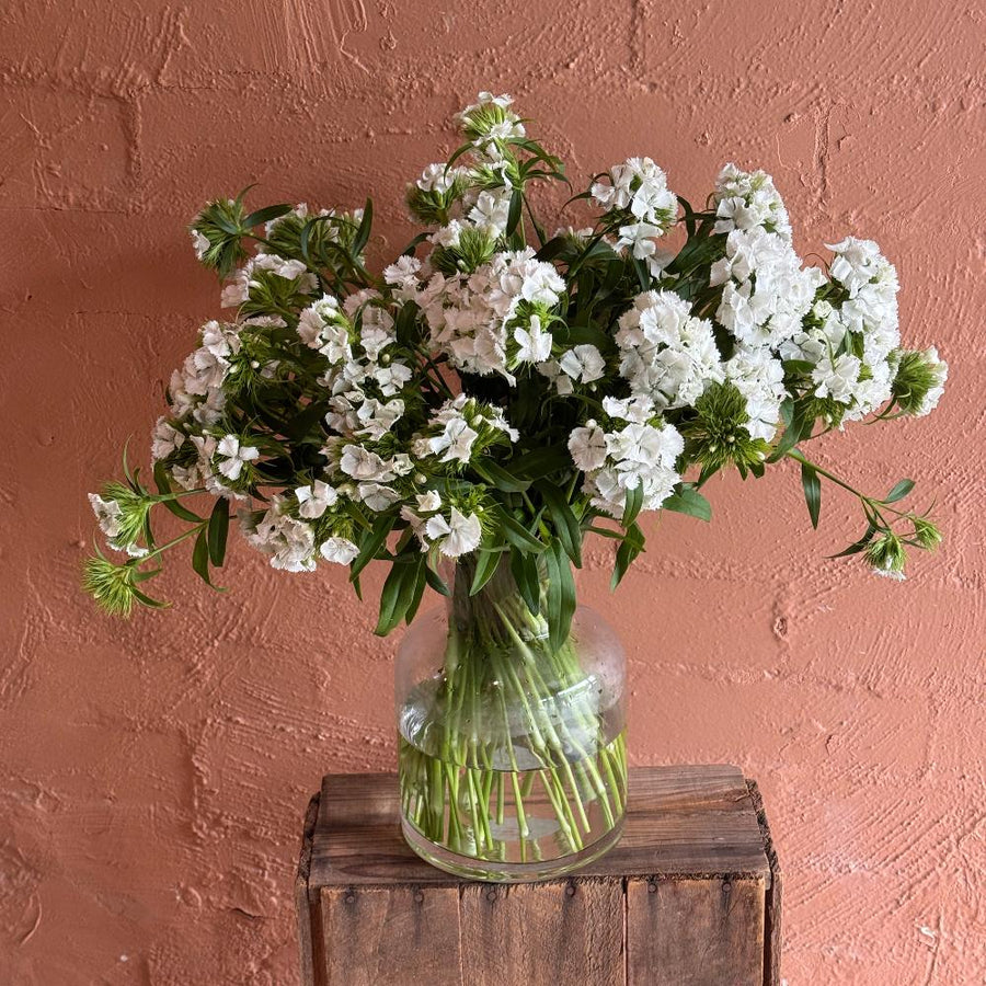 FARMGATE FLOWERS DIRECT FROM FARM SWEET WILLIAM  FLOWERS WHITE VASE