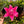 Load image into Gallery viewer, FARMGATE FLOWERS DIRECT  LOTUS LILIUM LILY LILIES 

