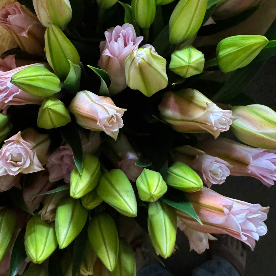 FARMGATE FLOWERS DIRECT ORIENTAL LOTUS LILY 