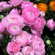 Load image into Gallery viewer, Bouquet of pink ranunculus flowers with green leaves on a dark background
