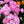 Load image into Gallery viewer, Bouquet of pink ranunculus flowers with green leaves on a dark background
