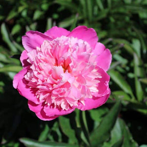 FARMGATE FLOWERS DIRECT MADAME EMILE PINK PEONIES PINK PEONY 