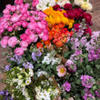 Load image into Gallery viewer, Subscription - 3 x Seasonal Market Bunches (Delivered Regularly)
