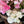 Load image into Gallery viewer, Bouquets of pink and white RANUNCULUS flowers on a wooden surface
