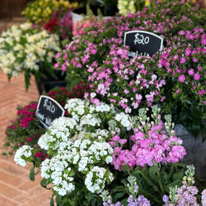 FARMGATE FLOWERS FROM FARM SWEET WILLIAM  FLOWERS