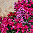 Load image into Gallery viewer, FARMGATE_FLOWERS_RANUNCULUS_DARK PINK
