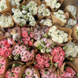 Load image into Gallery viewer, FARMGATE FLOWERS RANUNCULUS  WHITES AND PINKS
