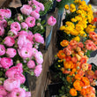 Load image into Gallery viewer, FARMGATE FLOWERS RANUNCULUS PINK ORANGE YELLOW
