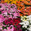 Load image into Gallery viewer, FARMGATE_FLOWERS_RANUNCULUS_MIX_COLOURS
