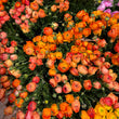Load image into Gallery viewer, FARMGATE_FLOWERS_RANUNCULUS_ORANGE
