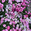 Load image into Gallery viewer, FARMGATE_FLOWERS_RANUNCULUS_PINKS
