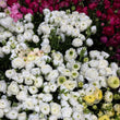Load image into Gallery viewer, FARMGATE_FLOWERS_RANUNCULUS_WHITE
