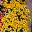 Load image into Gallery viewer, FARMGATE_FLOWERS_RANUNCULUS_YELLOW
