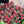 Load image into Gallery viewer, FARMGATE FLOWERS TOOWONG NEWFARM TASMANIAN TULIPS DOUBLE RED
