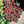 Load image into Gallery viewer, FARMGATE FLOWERS TOOWONG NEWFARM TASMANIAN TULIPS DOUBLE RED FRINGE
