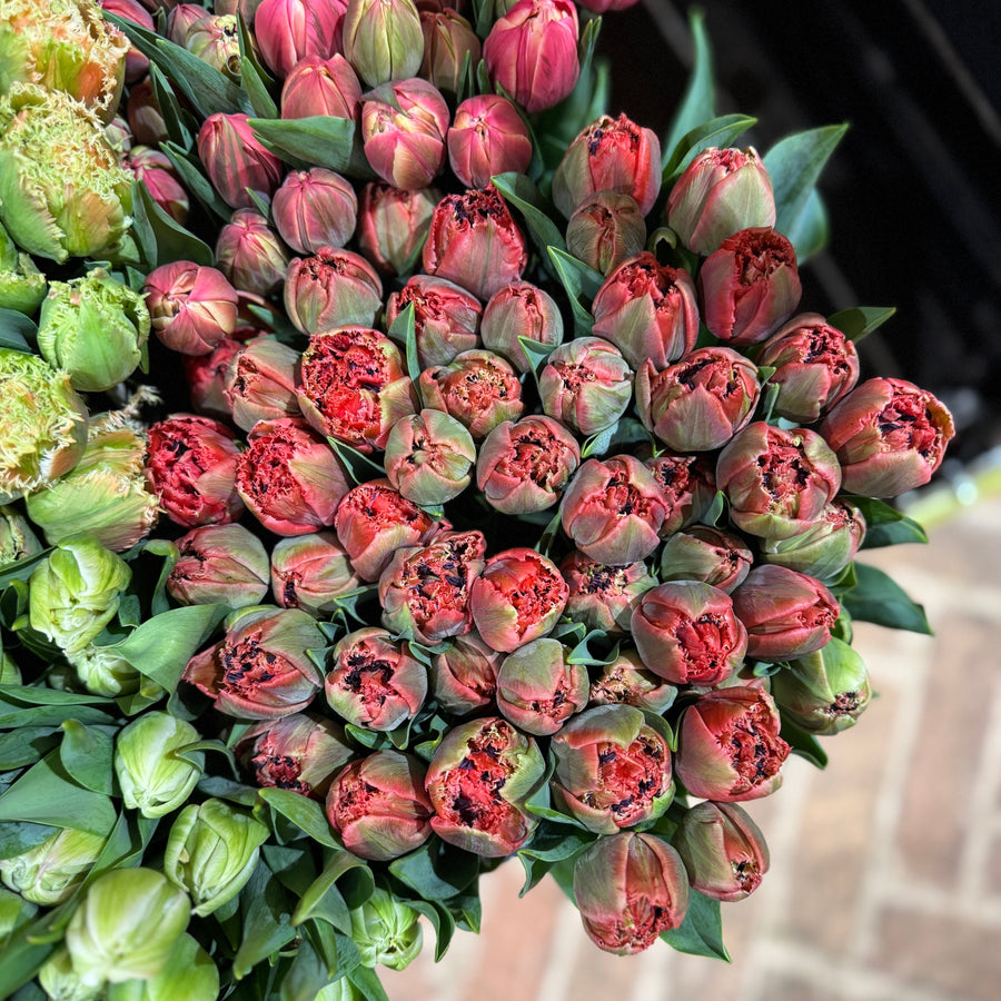 FARMGATE FLOWERS TOOWONG NEWFARM TASMANIAN TULIPS DOUBLE RED FRINGE