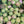 Load image into Gallery viewer, FARMGATE FLOWERS TOOWONG NEWFARM TASMANIAN TULIPS PINK DOUBLE RUFFLE

