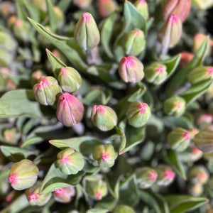 FARMGATE FLOWERS TOOWONG NEWFARM TASMANIAN TULIPS PINK