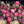 Load image into Gallery viewer, FARMGATE FLOWERS TOOWONG NEWFARM TASMANIAN TULIPS PINK DOUBLE
