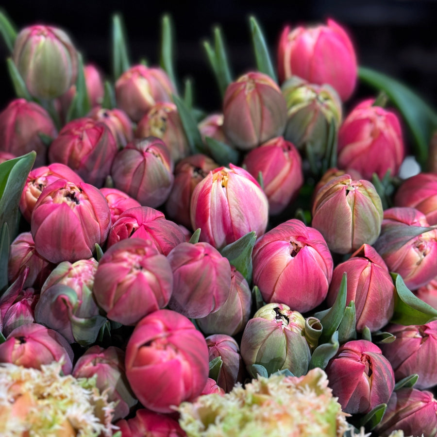 FARMGATE FLOWERS TOOWONG NEWFARM TASMANIAN TULIPS PINK DOUBLE
