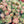 Load image into Gallery viewer, FARMGATE FLOWERS TOOWONG NEWFARM TASMANIAN TULIPS PINK DOUBLE FRINGE
