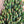 Load image into Gallery viewer, FARMGATE FLOWERS TOOWONG NEWFARM TASMANIAN TULIPS PINK 
