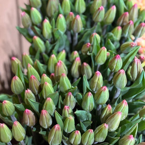 FARMGATE FLOWERS TOOWONG NEWFARM TASMANIAN TULIPS PINK 
