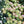 Load image into Gallery viewer, FARMGATE FLOWERS TOOWONG NEWFARM TASMANIAN TULIPS WHITE PINK DOUBLE FRINGE
