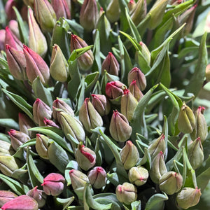 FARMGATE FLOWERS TOOWONG NEWFARM TASMANIAN TULIPS RED